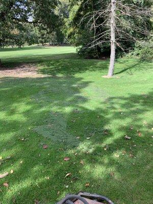 Mowers will collect and dump their clippings right next to tees, greens, fwys. This kills off the grass as it's not spread.