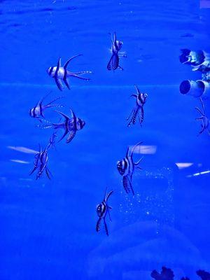 Orange Park Aquatics