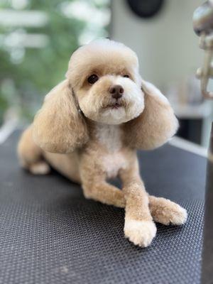 Pawsitively Pampered Pets