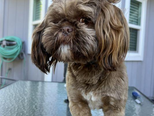 Chico says thank you Dr. Ted and staff for helping me :)