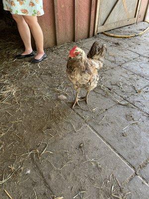 Snow Pond Farm