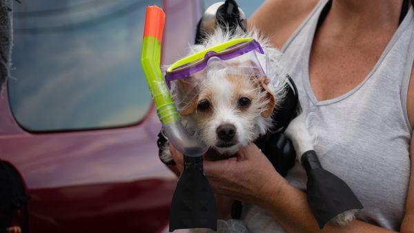 Winner $50 best dressed dog costume
