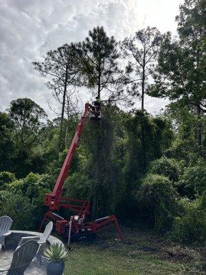 Removing strangling vines from my pine tree.