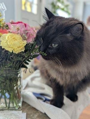 Romeo, our kitty mascot
