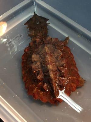 National Guard Armory-Savannah