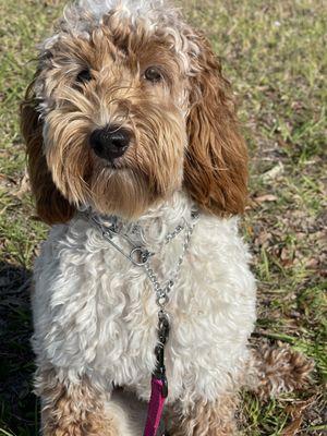 Custom K9 Company South