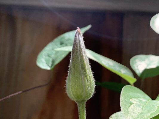 Community of Harbor Bay Isle Homeowners Association