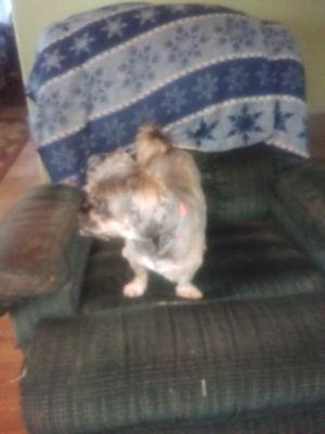 Andrea's DogSitting & Boarding