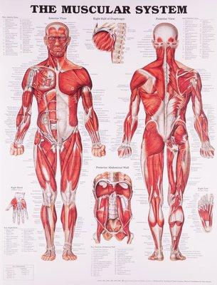 We have extensive knowledge of the muscular system and its disorders and dysfunction, as well as training on the other 10 systems