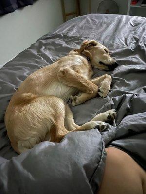 Ruff Love Dogs