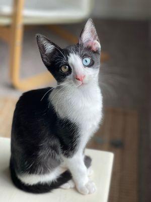 Josey Ranch Pet Hospital