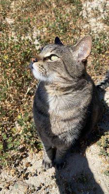 Boulevard Animal Hospital