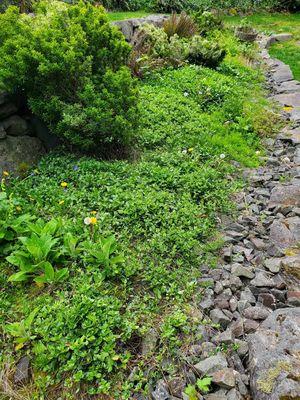 Small Guy Landscaping & Junk Removal