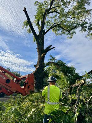 Willamette Landscaping And Tree Services