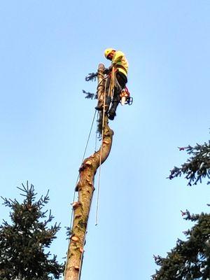 Tree Man Renovations