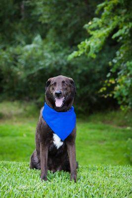 Duke’s Homemade Dog Food