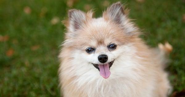 Wolf Veterinary Services