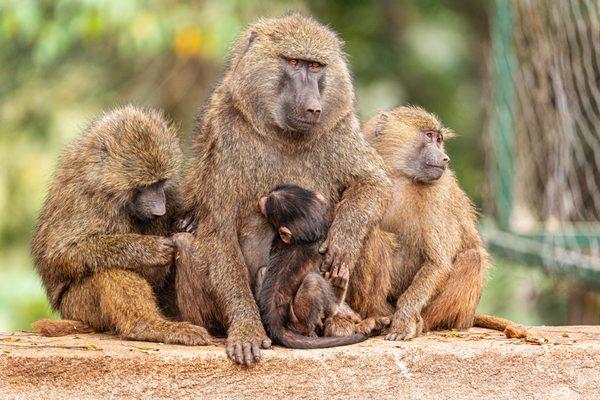 Tanzania Outdoor Adventures, LLC