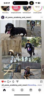 All Paws Academy & Resort