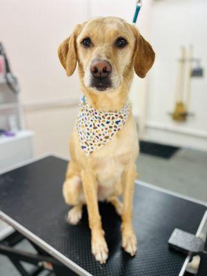 Klovers BarknBubbles