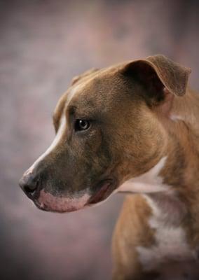 Chicago Pet Photographer, Chicago Pet Photography,
Naperville Pet Photography,
Naperville Pet Photographer