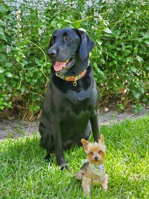 Pawsitive Pet Sitters