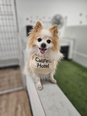 Cali Pets Hotel