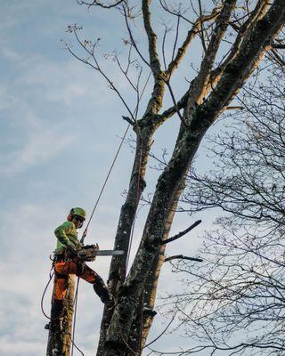 Tree removal