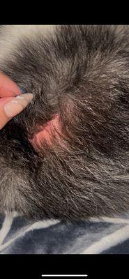 Glamour Pooch Grooming Spa