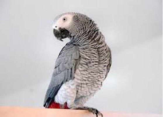 Neon Dream Pet Sitting