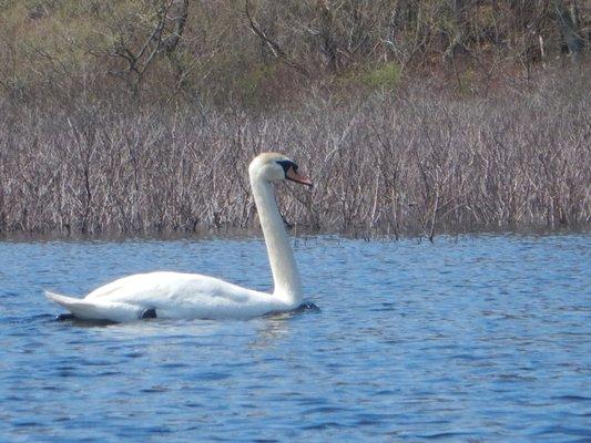 Mashpee National Wildlife Refuge