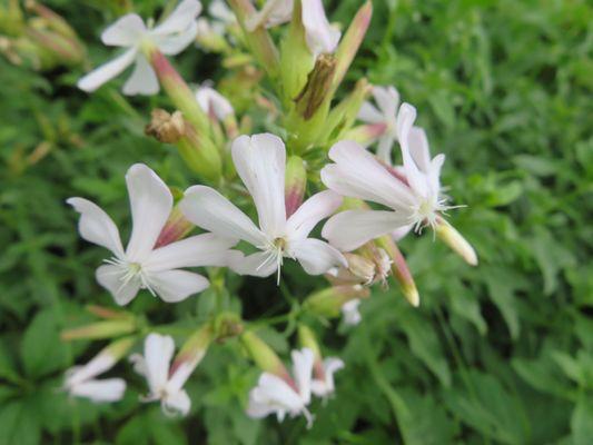 Genesee Valley Greenway
