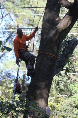 Tree Services Marietta, GA