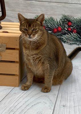 East Northport Animal Hospital