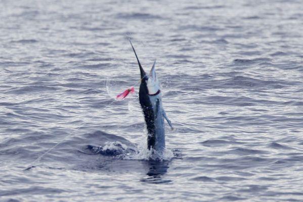 Marlin Magic Sport Fishing