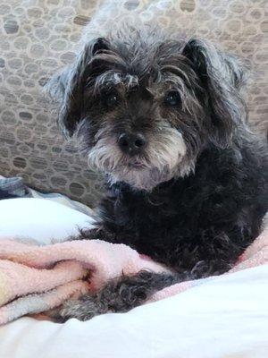 Zoey, never leaving my side