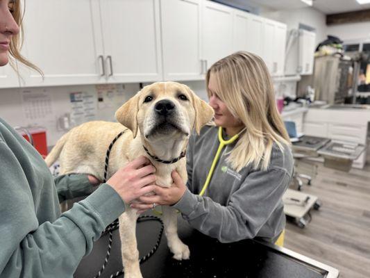 Dr. Wadel ensures Scout's heart is healthy during a thorough puppy exam. Our 19-week-old Labrador Retriever is in the best hands!