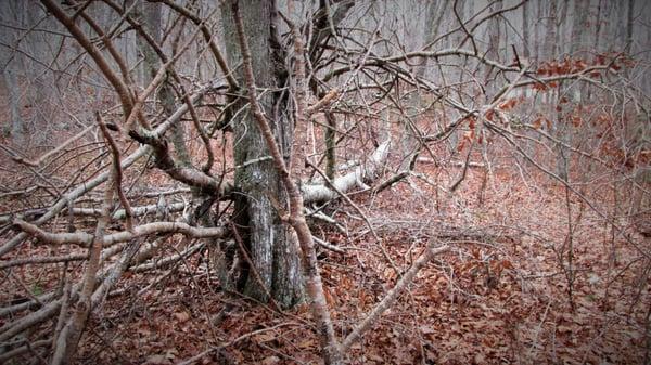 Burlingame Wildlife Management Area