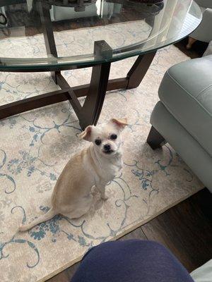 Phydeaux's Professional Dog Grooming