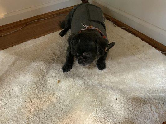 Nails To Tails And Everything In Between