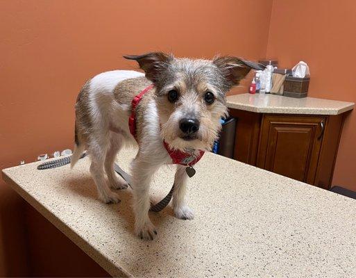 Fur baby getting a health check at the vet.