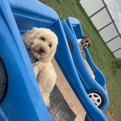 Ruff Life Training & Resort