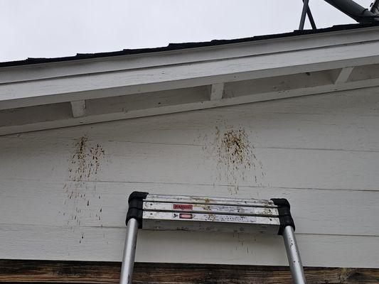 Heights Pest Control