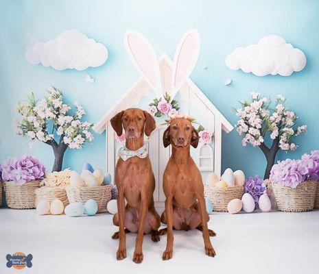 Houston Bark Park and Daycare