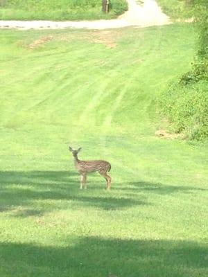Deer on hole #2