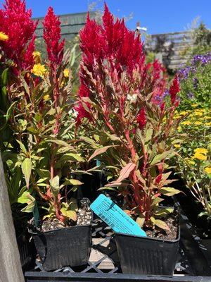 Heron's Head Nursery