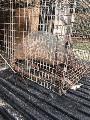 Freedom Pest Solutions