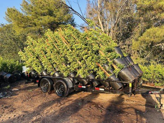 Feregrino & Sons Nursery