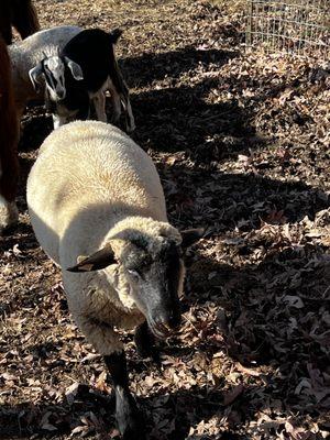 Audobon Animal Clinic