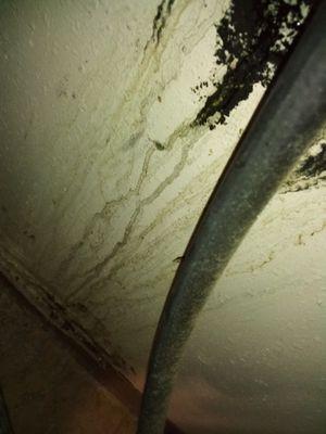 Black mold